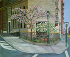 Cherry Blossoms