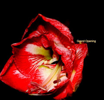 Amaryllis 1354