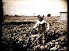 Child Plowing