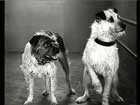 Dogs Watch Tennis